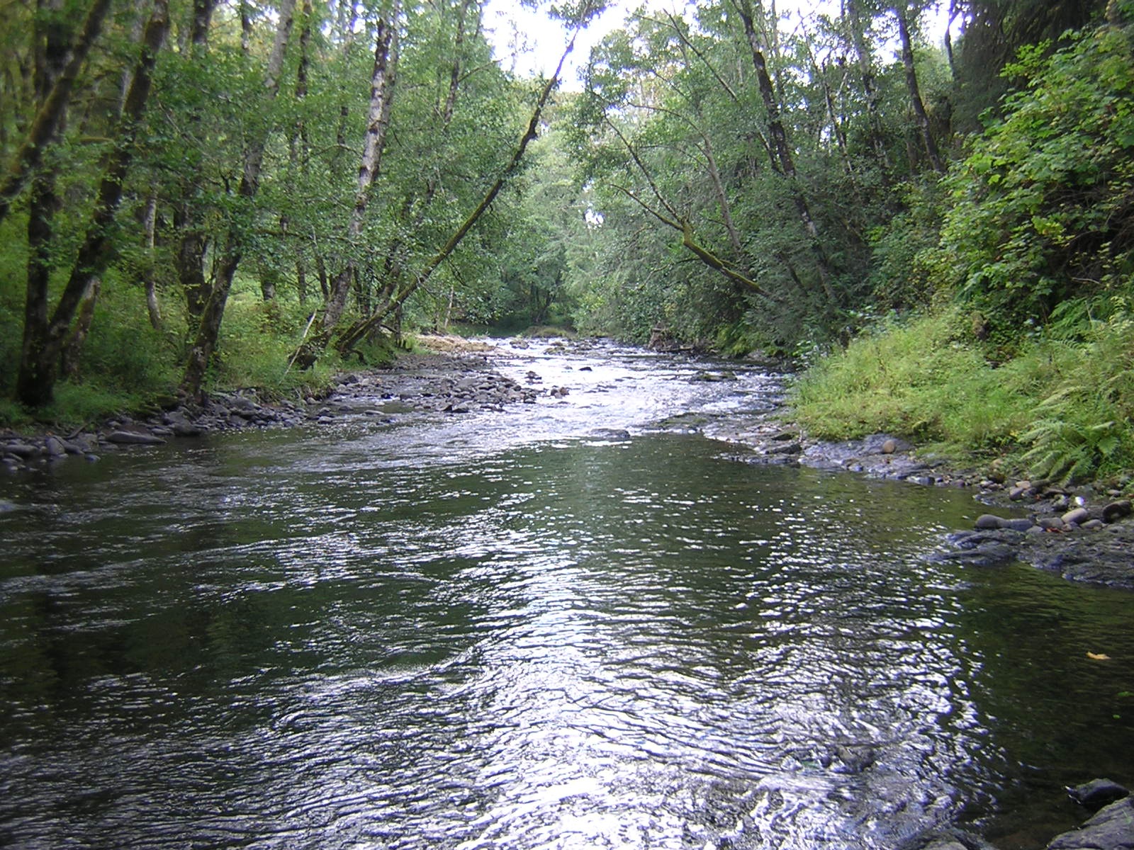 Oregon Fishing Club Salmon River