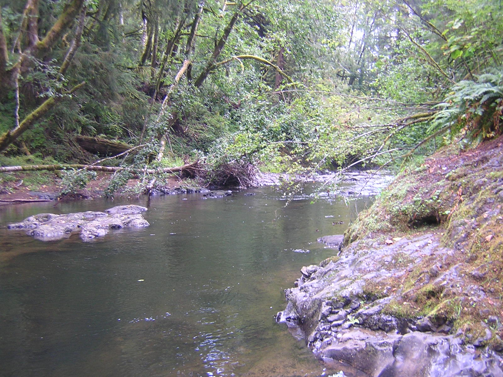Oregon Fishing Club Salmon River