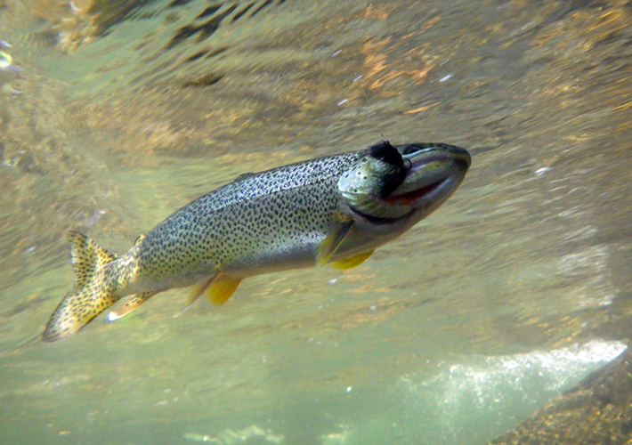 Oregon Fishing Club Trask River 2