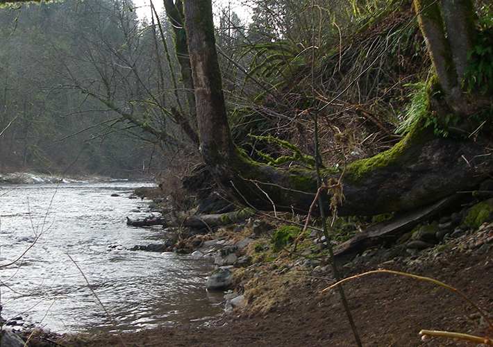 Oregon Fishing Club - Washougal River